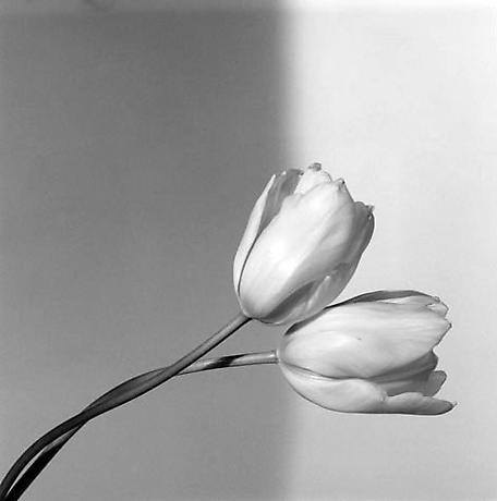 Tulip, 1985 - httpprod-images.exhibit-e.comwww_mapplethorpe_org6d0978f9.jpg