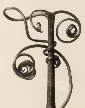 Blossfeldt Cucurbita, 1928